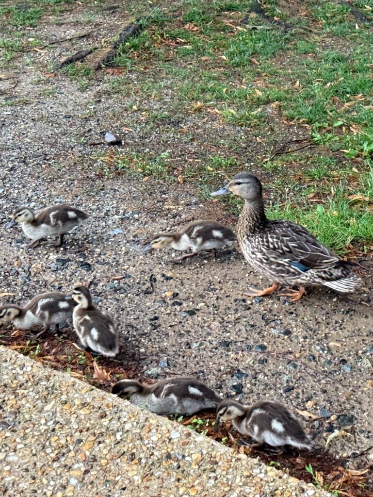 A mother duck and her ducklings walk casually on a wet sidewalk near some grass, seemingly unfazed by the urban environment.
