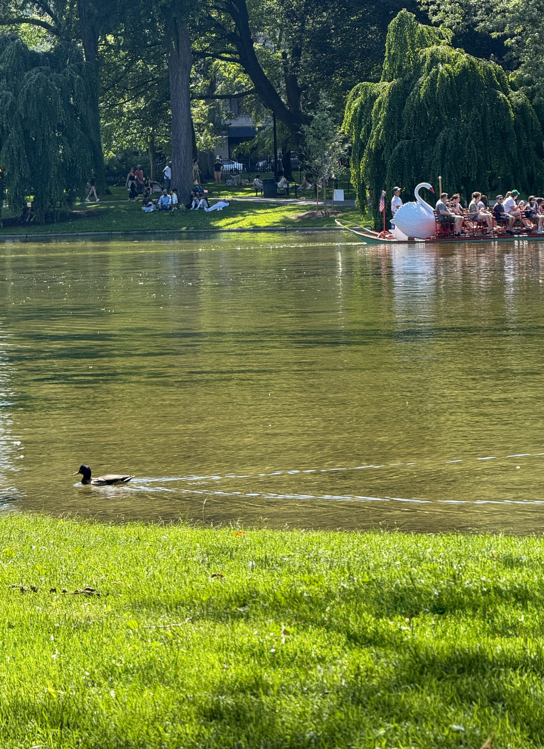 A serene park scene with a duck swimming in a pond, lush green grass, and people relaxing under trees; a swan-shaped paddle boat carries passengers in the background.